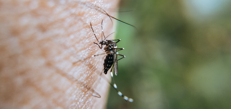 dengue