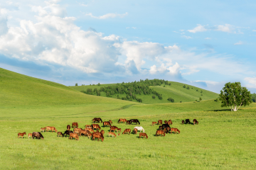 yourte mongolie avi assurance voyage 