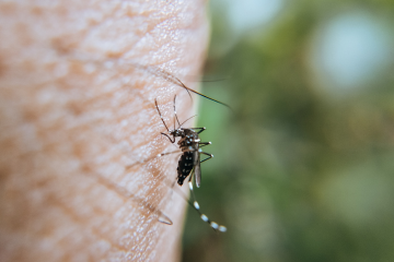 dengue
